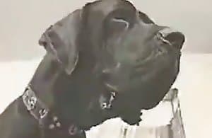 Liếm trong khi con chó chết tiệt